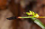 Plantainleaf sedge